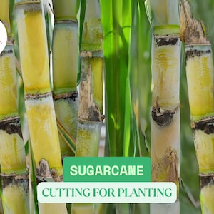 5 Sugarcane Cuttings | Live Tropical Plants Ready to Grow | Small Cutting Sweet Juicy Sugar Cane for Planting