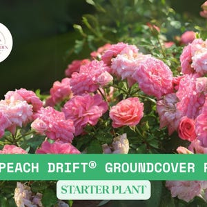 2 Peach Drift® Groundcover Rose Plants - Bare Root Starter Plant - Hardy Perennial Roses for Garden, Landscaping, Low Maintenance Bloomers