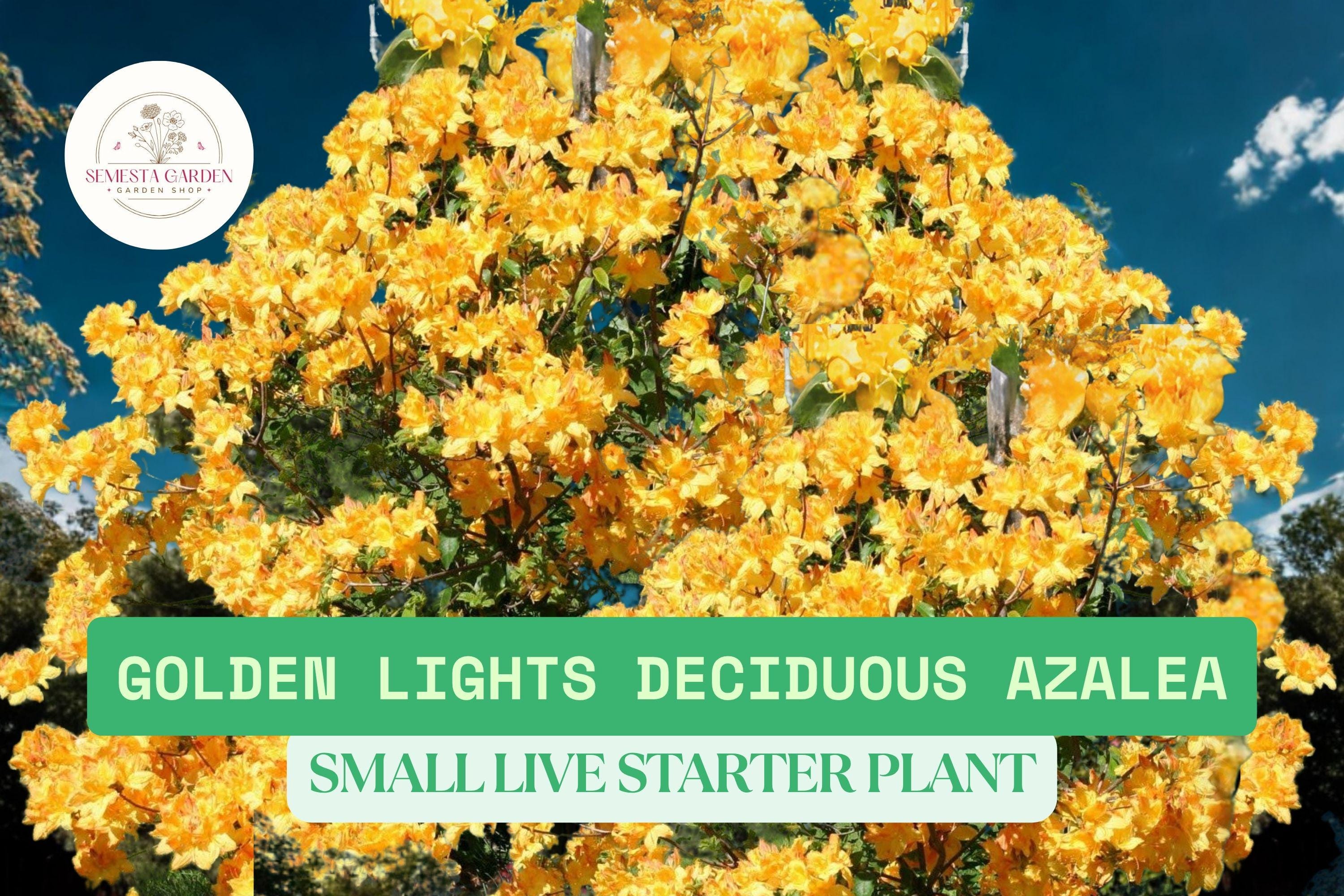 Golden Rhododendron 1 Golden Lights Azalea – Rhododendron Starter Plant 4–10