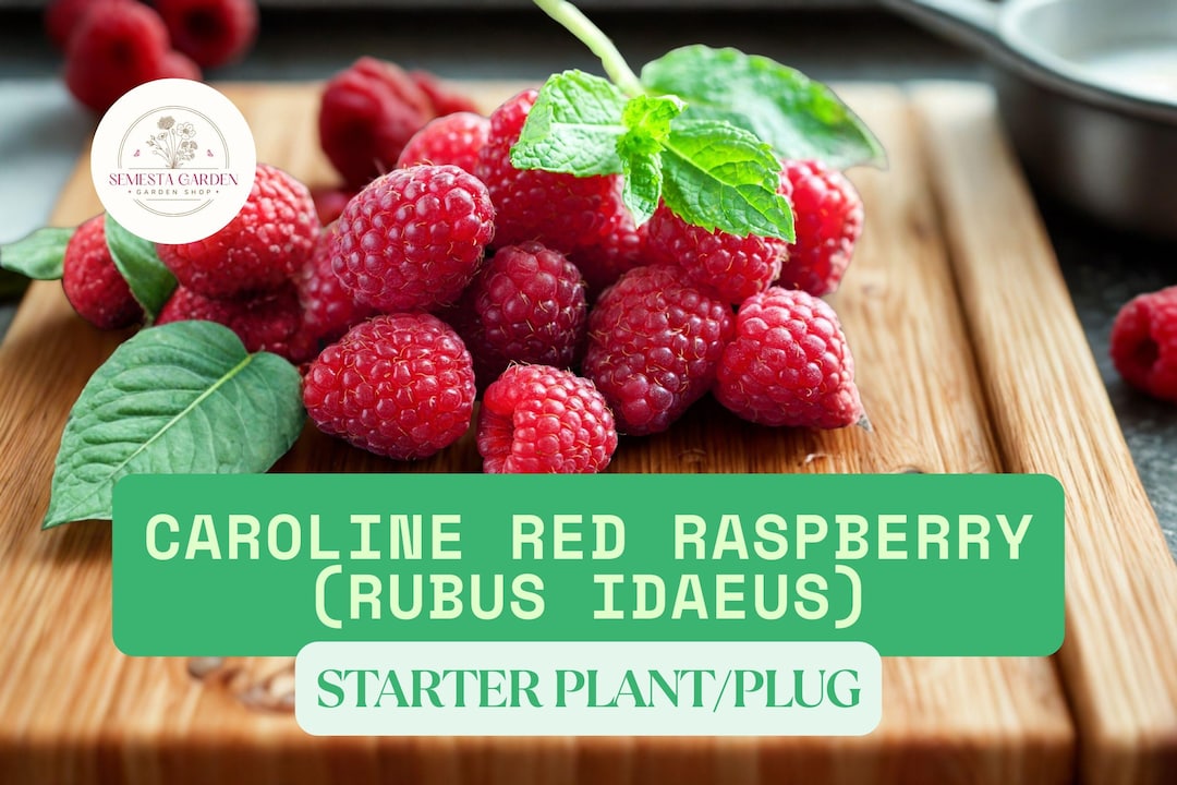 Red Caroline Raspberry Caroline Red Raspberry Plug – 3 Rubus Idaeus Everbearing Starter Plants ...