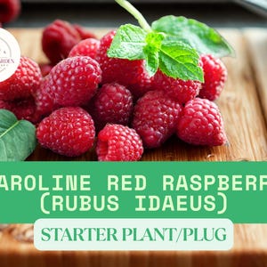 Caroline Red Raspberry Plug – 3 Rubus idaeus Everbearing Starter Plants for Garden Berry Growing