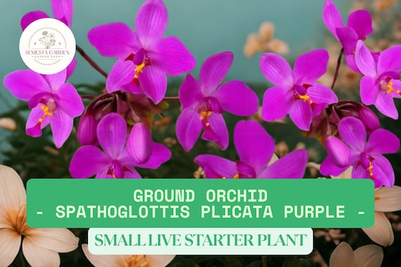 Purple Ground Orchid Live Starter Plant Approx. 3-8" tall | Spathoglottis plicata | Tropical Flowering Plant | Rare Garden Orchid