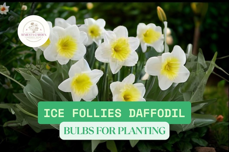 SemestaGarden Ice Follies Daffodil Bulbs