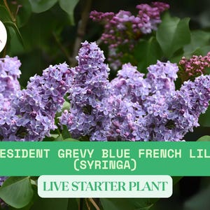 1 President Grevy French Lilac Starter Plant | Live Syringa vulgaris | Fragrant Lavender Blooms | Cold Hardy Garden Shrub