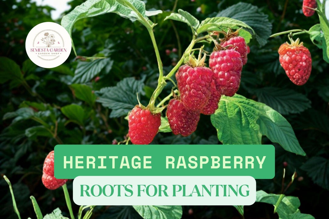 Baby Raspberry Root Heritage Raspberry Root Plants – 10 Bare Root Rubus Idaeus Everbearing ...