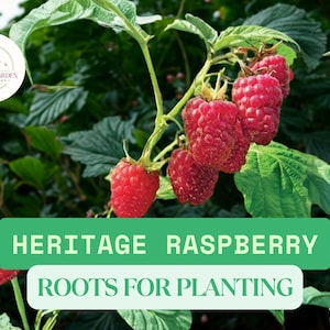 May include: Image of Heritage Raspberry roots for planting. The image shows vibrant red raspberries growing on a green leafy plant. The text "Heritage Raspberry Roots for Planting" is displayed on a green banner.