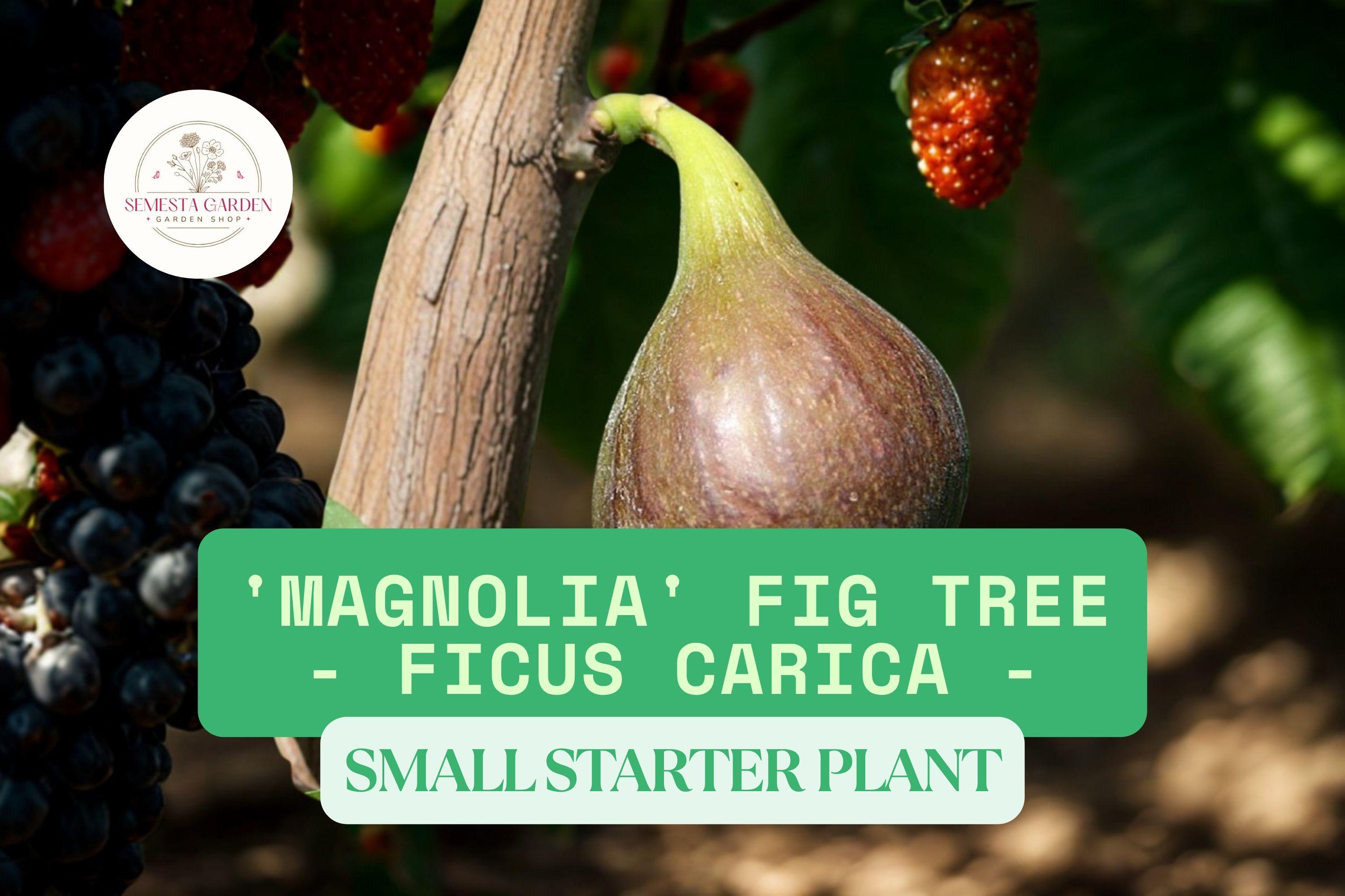 Ficus Magnolia 1 Magnolia Fig Tree Live Plant – Ficus Carica Fruiting Fig Tree for ...
