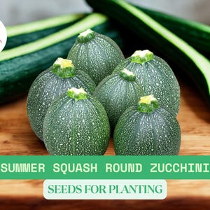 Round Zucchini Summer Squash Seeds – 1g Heirloom Vegetable for Planting – Fast Growing Garden Favorite
