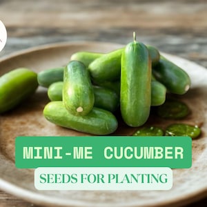 10 Mini-Me Cucumber Seeds for Planting – Cucumis sativus – Grow Small Crisp Cucumbers – Compact Garden Vegetable