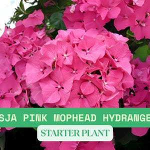 Masja Pink Mophead Hydrangea – 1 Live Small Starter Plant – Ships Bare Root – Compact Flowering Shrub for Garden or Container