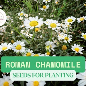 Roman Chamomile Seeds | 2,000 Heirloom Non-GMO Seeds | Chamaemelum nobile | Perennial Ground Cover & Fragrant Blooms
