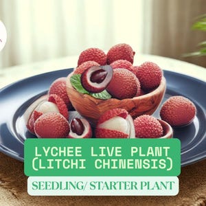 1 Lychee Live Plant in A Cup | Brewster Seedling | Litchi chinensis Tropical Fruit Tree Starter Plant | Cây Vải for Home Garden