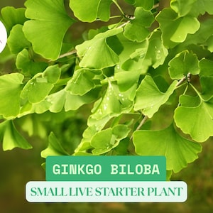 Ginkgo Biloba Tree Live Starter Approx. 6-8&quot; Tall Plant | Maidenhair Tree | Rare Ancient Tree | Patio or Garden Herbs Ready To Grow