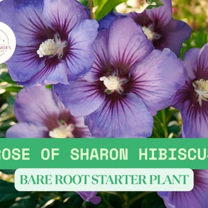 2 Rose of Sharon Hibiscus Small Live Starter Plants – Bare Root Organic Starter Shrubs – Hardy Flowering Bushes for Garden or Landscape