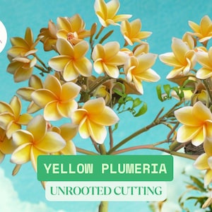 Yellow Plumeria Cutting | Approx. 10&quot; Fresh Single Head Unrooted Stick Ready To Plant | Tropical Frangipani Starter | Scented Flower