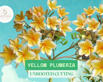 Yellow Plumeria Cutting | Approx. 10" Fresh Single Head Unrooted Stick Ready To Plant | Tropical Frangipani Starter | Scented Flower