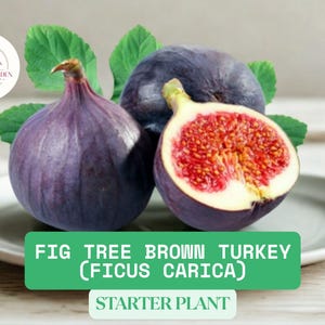 1 Brown Turkey Fig Tree Small Live Starter Plant - Ficus Carica Approx. 4-8&quot; Tall - Sweet Fruiting Tree for Garden or Pot - Ready To Grow