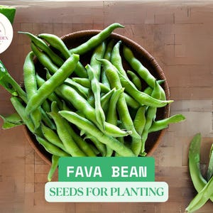 5g Fava Bean Seeds for Planting – Heirloom Broad Beans, Approx. 10 Seeds