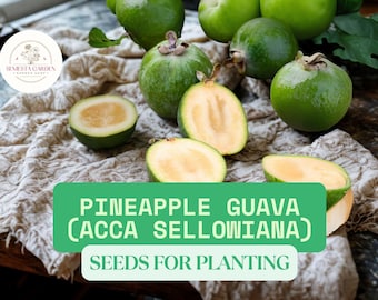 Pineapple Guava Seeds for Planting  30 Acca sellowiana Seeds, Tropical  Feijoa Fruit Tree for Home Garden