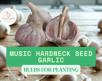 Organic Music Seed Garlic Bulbs – XL Jumbo Hardneck Heirloom Variety – 5 Large Bulbs – USA Grown
