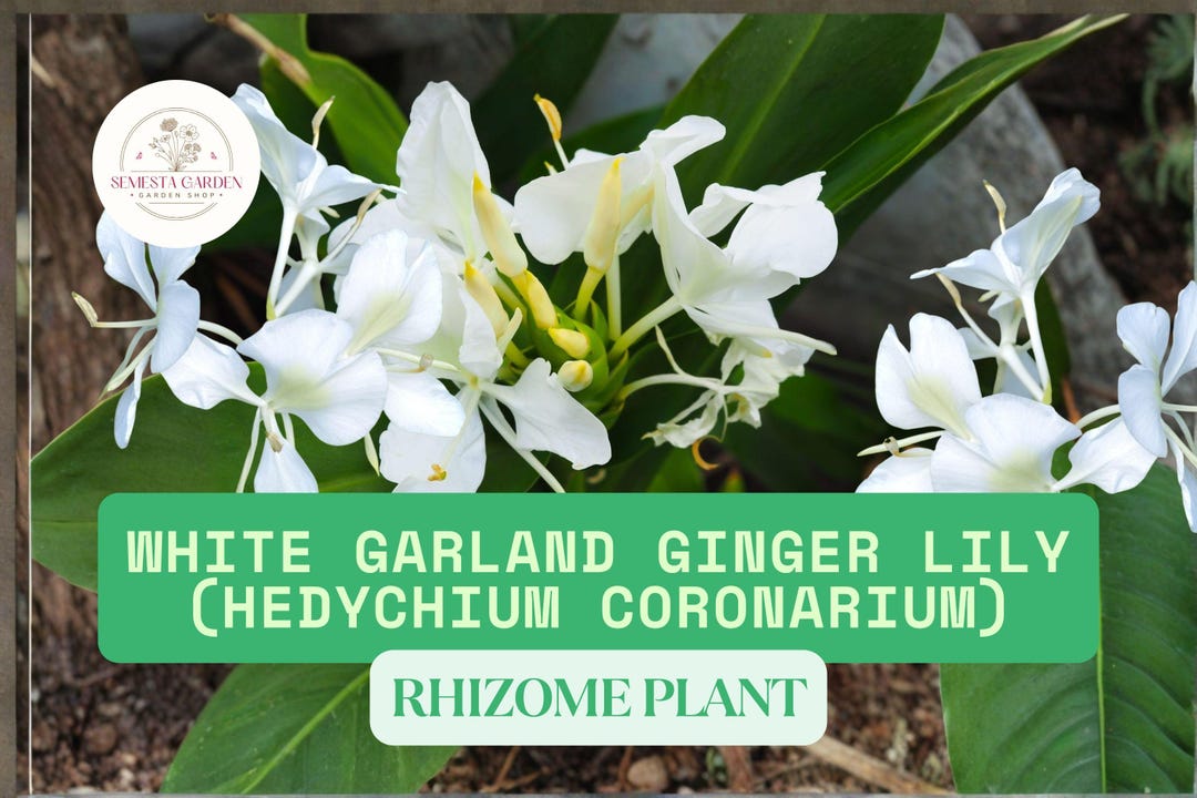 White Garland Lily Plant – Hedychium Coronarium, Butterfly Ginger
