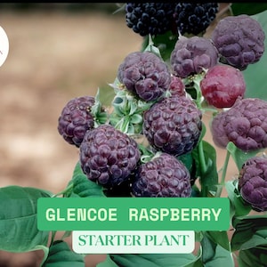 May include: Image of Glencoe raspberry starter plant. The image shows clusters of dark purple raspberries with green leaves. The text "GLENCOE RASPBERRY STARTER PLANT" is displayed on a green rectangle.
