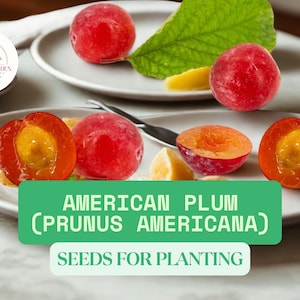 15 American Wild Plum Tree Seeds for Planting – Prunus americana – Hardy Native Fruit Tree – Edible Tart Plums for Wildlife or Jam