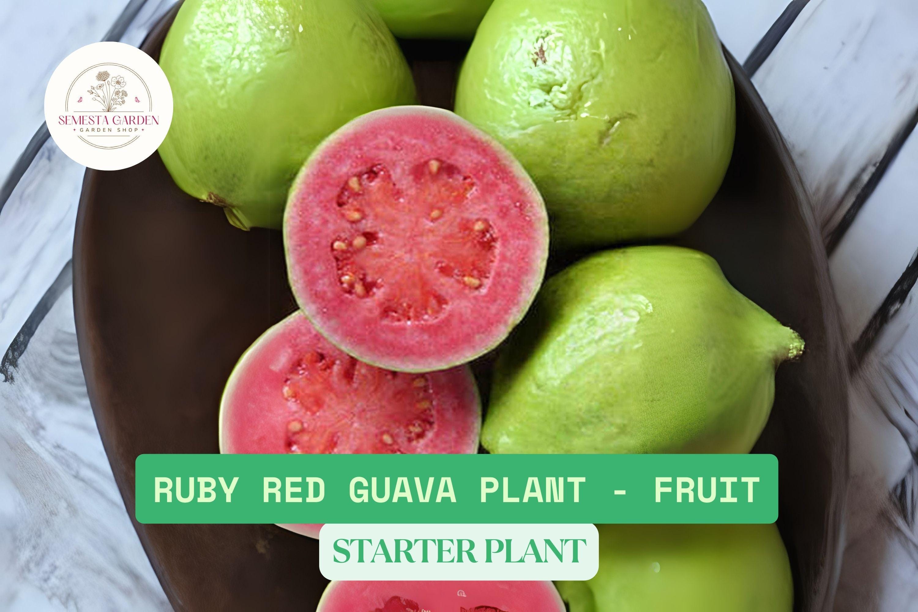 Red Kimju Guava 苗1番~20番まで 番号選んでコメントください~ 1 Gal Ruby Red Guava Tree | 18”-20” Tropical Live Plant | Sweet