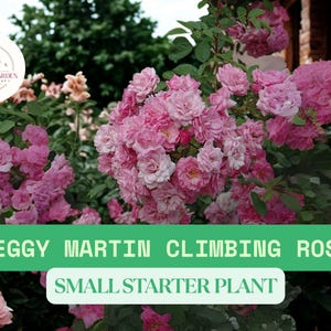 Peggy Martin Climbing Rose Small Live Starter Plant – 1 QT – Thornless Pink Rose Vine – Grown in Fabric Grow Bag – Hardy Perennial