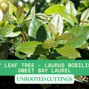 Bay Laurel Cuttings – Laurus nobilis – Sweet Bay Leaf Tree – Culinary Herb – Unrooted Approx. 6–8” Fresh Cuttings for Propagation