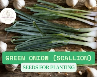 100 Green Onion Seeds – Scallion Seeds for Planting – Allium fistulosum – Heirloom NON-GMO Bunching Onions