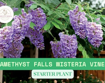 Amethyst Falls Wisteria Vine Live Starter Plant – Fast-Growing Purple Flowering Vine | Ready To Grow