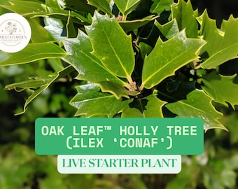 Acebo Oak Leaf™ (Ilex ‘Conaf’) – 1 Planta Inicial Viva – Planta Perenne Compacta – Se envía a Raíz Desnuda