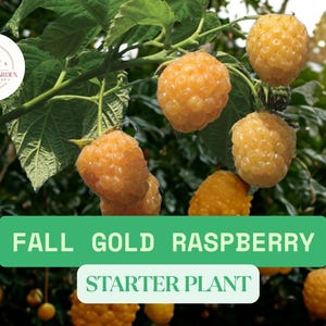 May include: A Fall Gold raspberry plant with clusters of ripe, golden-yellow berries hanging from green stems among dark green leaves. A white circular logo reads Semesta Garden Garden Shop. Text on green and white banners reads FALL GOLD RASPBERRY STARTER PLANT.