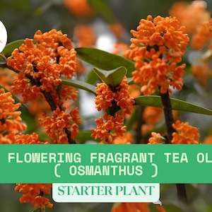 1 Red Flowering Tea Olive Starter Plant | Osmanthus Live Plant in 1 Qt Fabric Grow Bag | Fragrant Garden Shrub | Ready to Grow