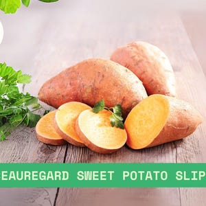 May include: Whole and sliced Beauregard sweet potatoes with green parsley on a wooden surface. The sweet potatoes have orange flesh and reddish-brown skin. The text "Beauregard Sweet Potato Slips" is in a green rectangle.