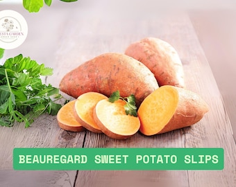 Beauregard Sweet Potato Slips – 20 Rooted Ipomoea batatas Plants Ready to Plant – Garden Vegetable