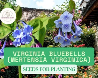 10 Virginia Bluebells Seeds – Mertensia virginica – Native Wildflower for Shade Gardens & Spring Blooms