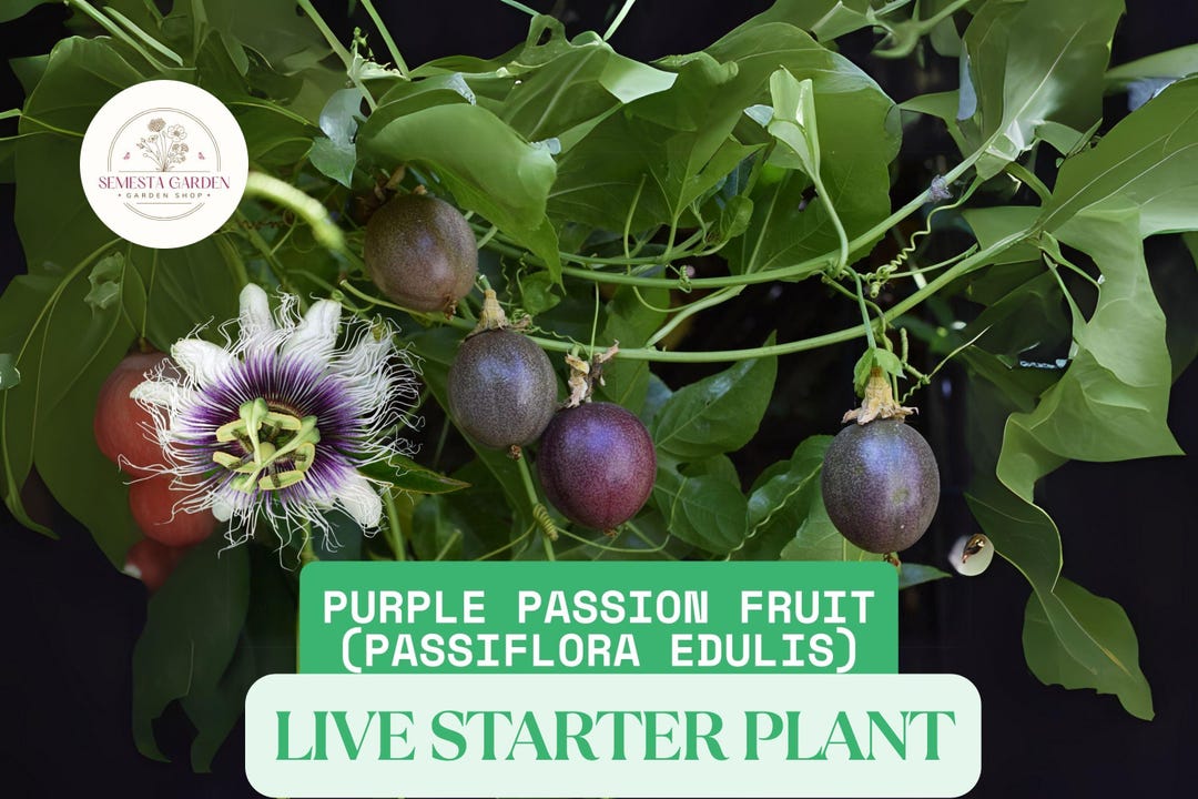Passiflora edulis 'Frederick' - Passionvine - Mid Valley Trees