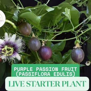 Purple Passion Fruit Live Plant | Passiflora edulis ‘Frederick’ | 3–8” Tall Edible Vine