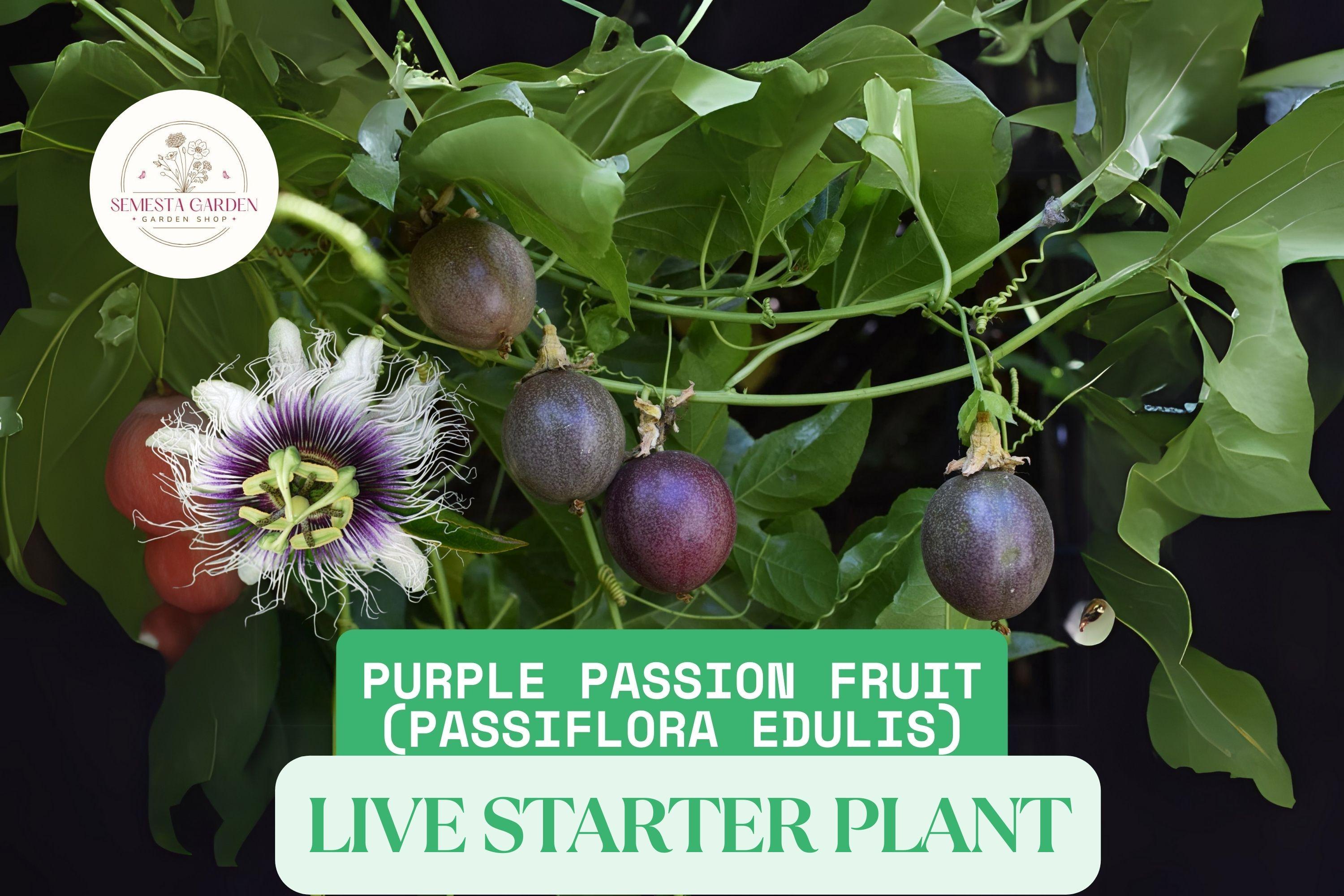 pimenta dioica plant Buy Allspice Plant