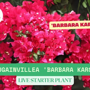 1 Bougainvillea &#39;Barbara Karst&#39; Live Starter Plant – Bright Magenta-Red Blooms, Flower Plant – Fast-Growing Tropical Vine