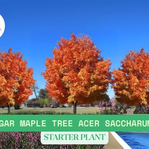 Sugar Maple Tree – Live Plant – Acer saccharum – Sweet Maple, Stunning Fall Color – Native Shade Tree, Vibrant Fall Foliage
