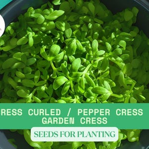 Garden Cress Curled Seeds – 1g | Fast-Growing Lepidium sativum Microgreens | Peppery Flavor for Salads & Garnish | Easy Herb