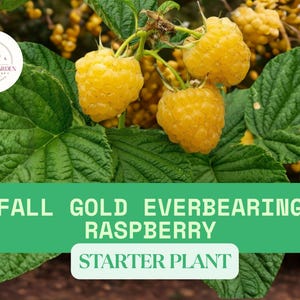 May include: A Fall Gold everbearing raspberry starter plant featuring clusters of bright yellow, textured berries attached to green stems with serrated leaves. A circular logo reads Semesta Garden Garden Shop, and text reads Fall Gold Everbearing Raspberry Starter Plant.