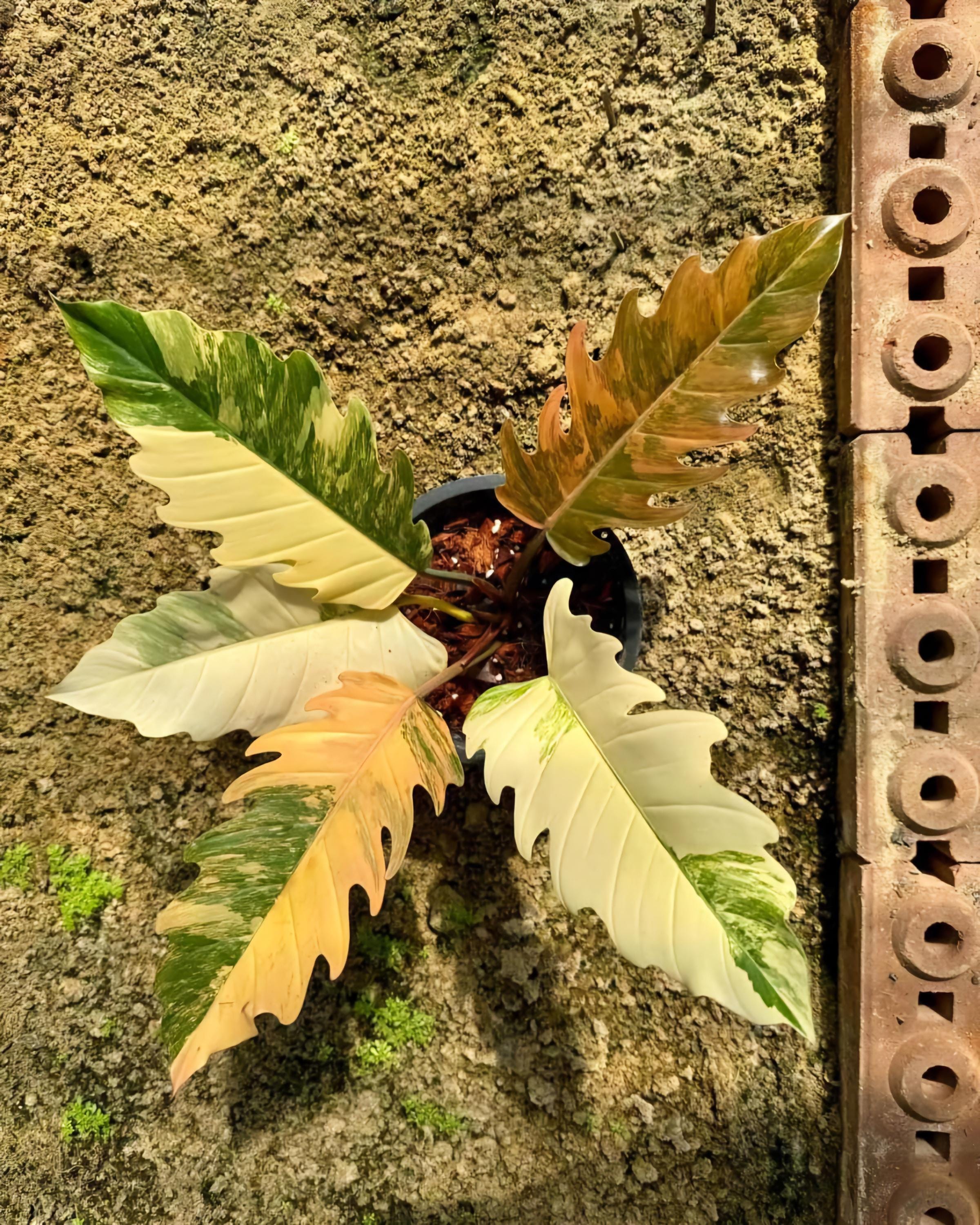 Caramel marble philodendron - Etsy 日本 「Wooさん専用 Caramel marble philodendron - Etsy 日本 「Wooさん専用