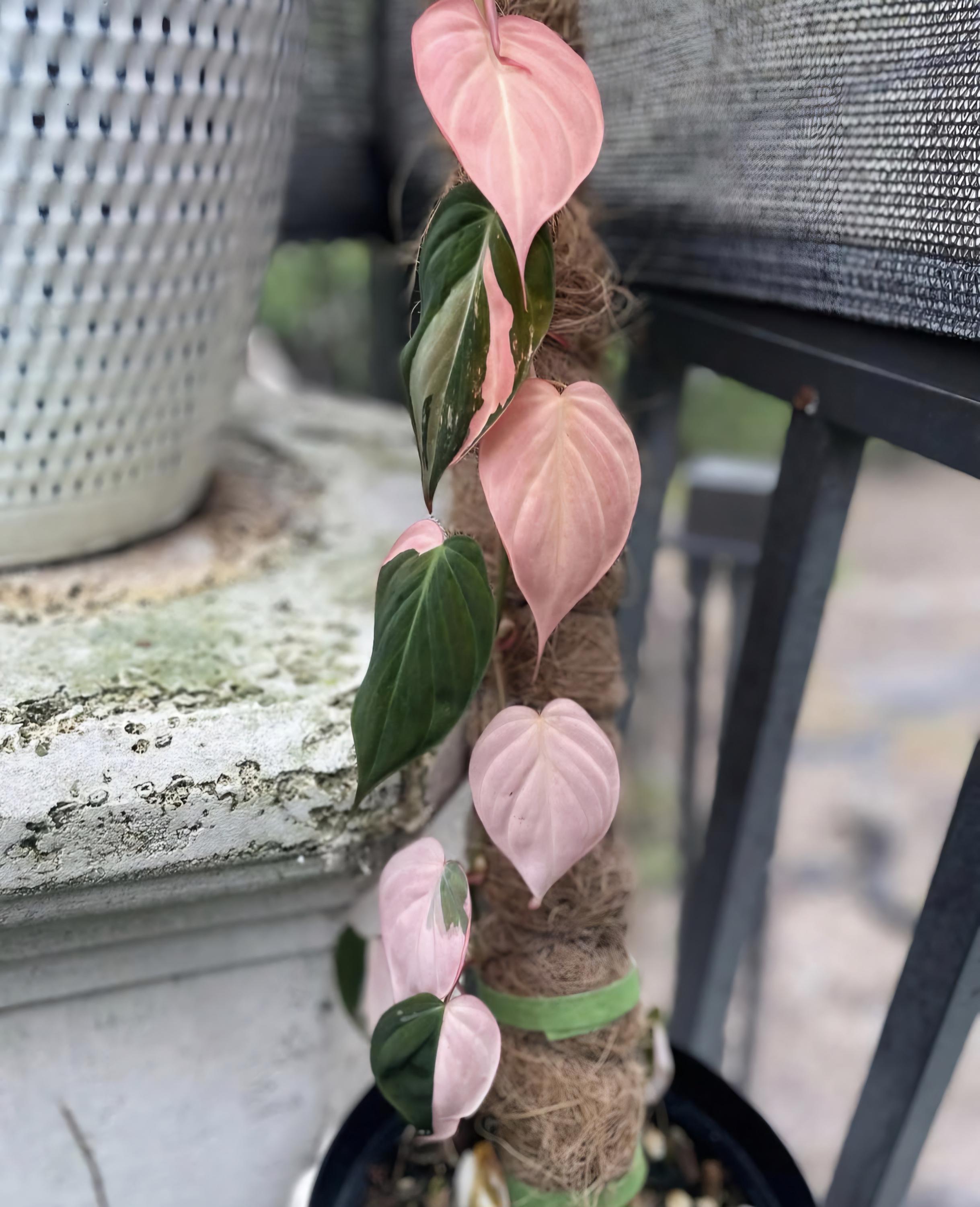 Philodendron Pink Micans Variegated Rare Plant One Leaf