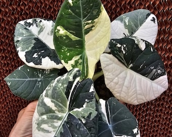 Alocasia Maharani Albo var.
