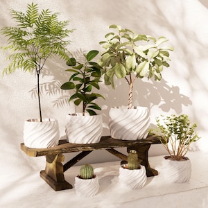 Op de afbeelding: Vijf witte keramische potten met verschillende planten, waaronder een varen, een ficus, een succulent en een kleine struik, zijn gerangschikt op een rustiek houten plank.