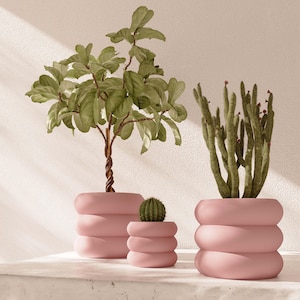 May include: Three pink, stacked-ring planters of varying sizes hold plants. A small cactus sits in the smallest planter. A larger planter holds a cactus with tall, thin stems. The largest planter holds a tree with large green leaves.